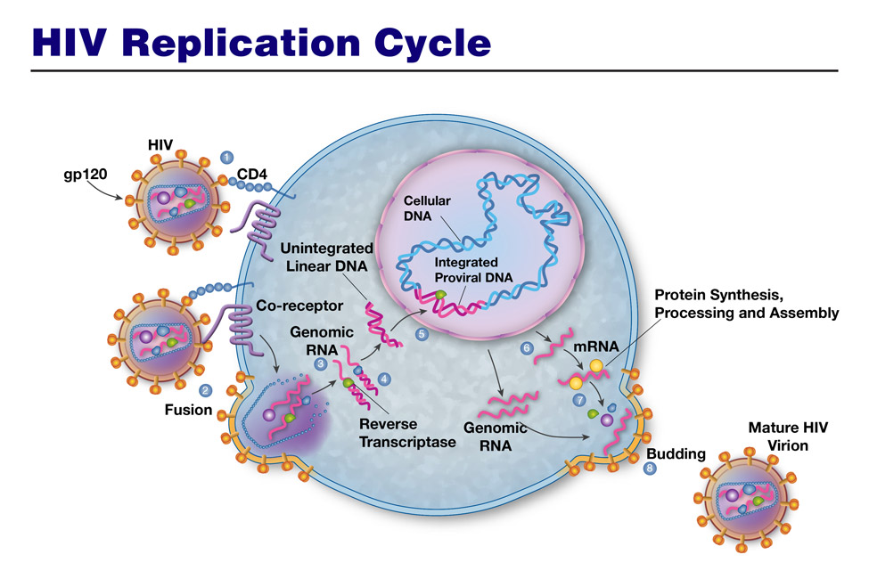 2HIV-replication-cycle
