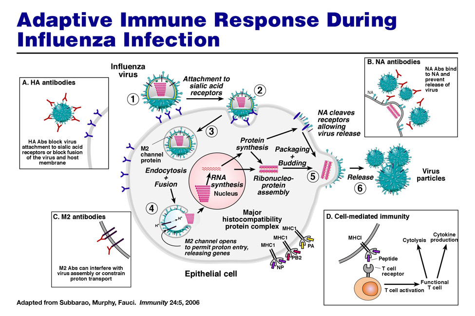 adaptive-immune-response