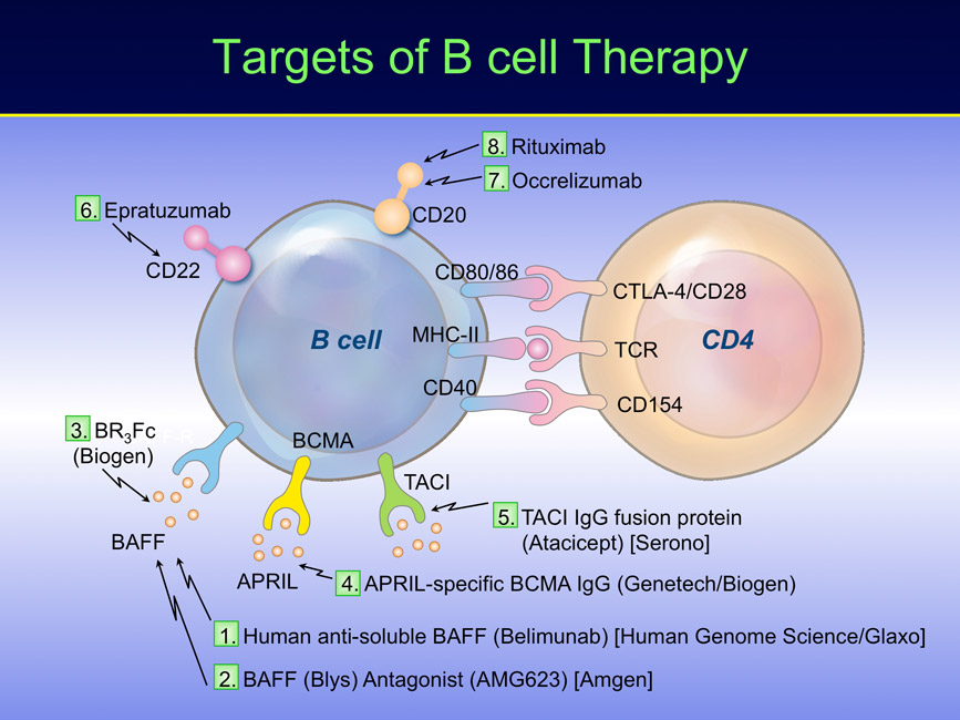 targets-of-B-cell-Therapy